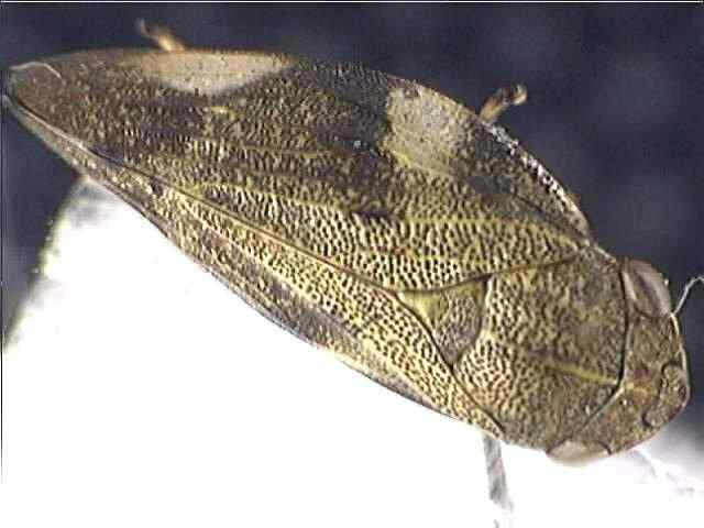 Aphrophora alni